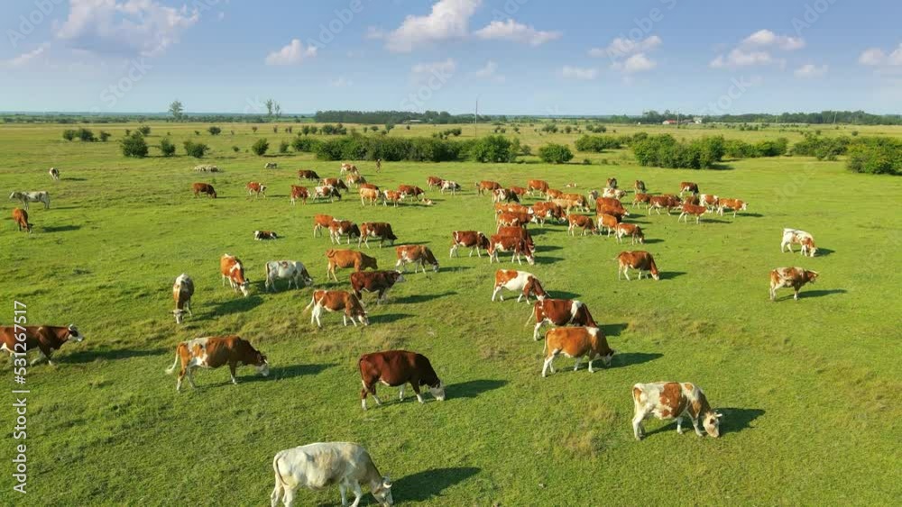 Aerial drone shot of cows grazing on pasture, landscape
