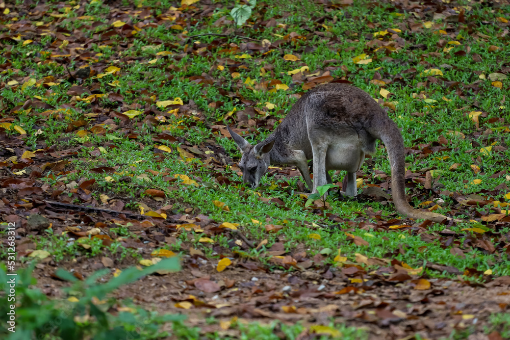 The kangaroo is stay and eat grass in garden The kangaroo is stay and eat grass in garden