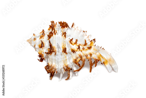 Image of chicoreus ramosus seashell common name the ramose murex or branched murex on a white background. Sea shells. Undersea Animals. photo