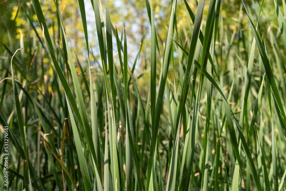Fototapeta premium Green Cattail Reeds Growing In The Marsh