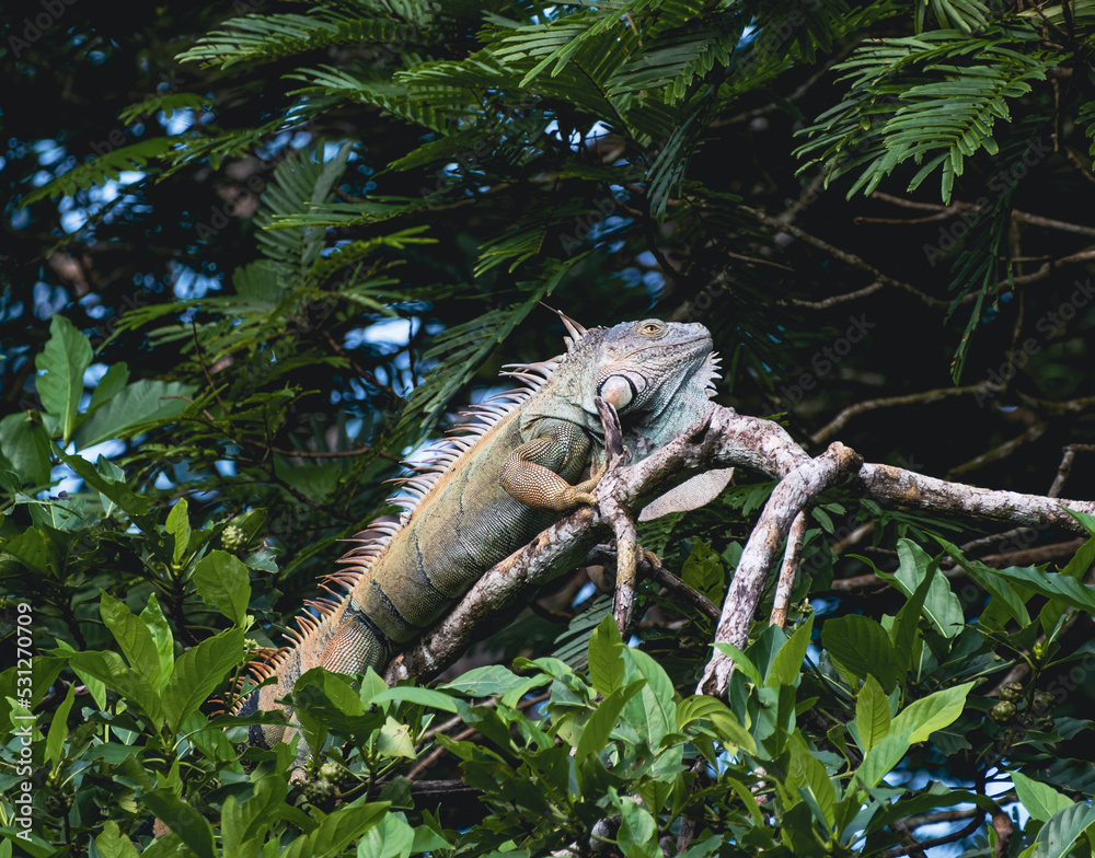 iguana