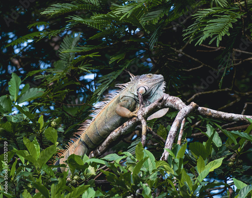Obraz na płótnie iguana w salonie