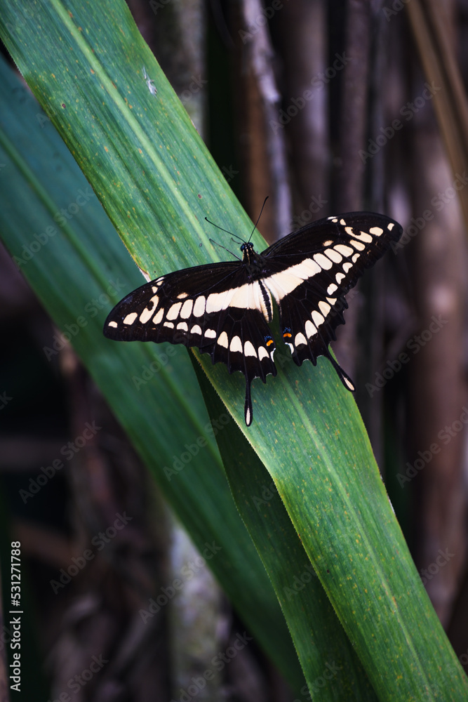 mariposa