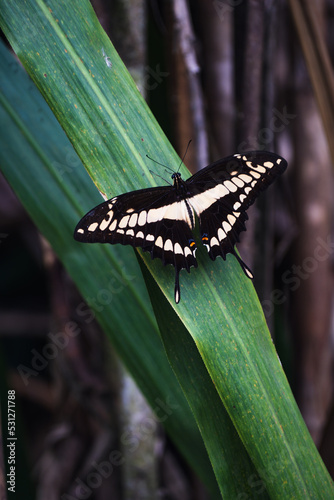 mariposa