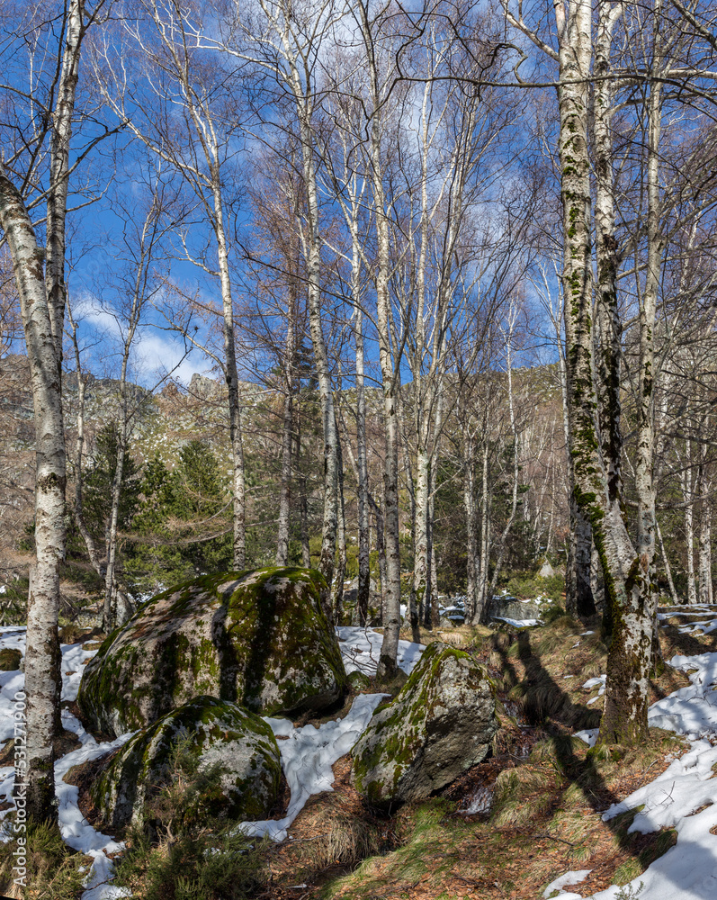 Forest in winter with snow and leafless trees in a natural park Forest in winter with snow and leafless trees in a natural park