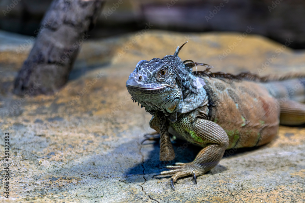 Obraz premium Large iguana lizard in the terrarium of the zoo.
