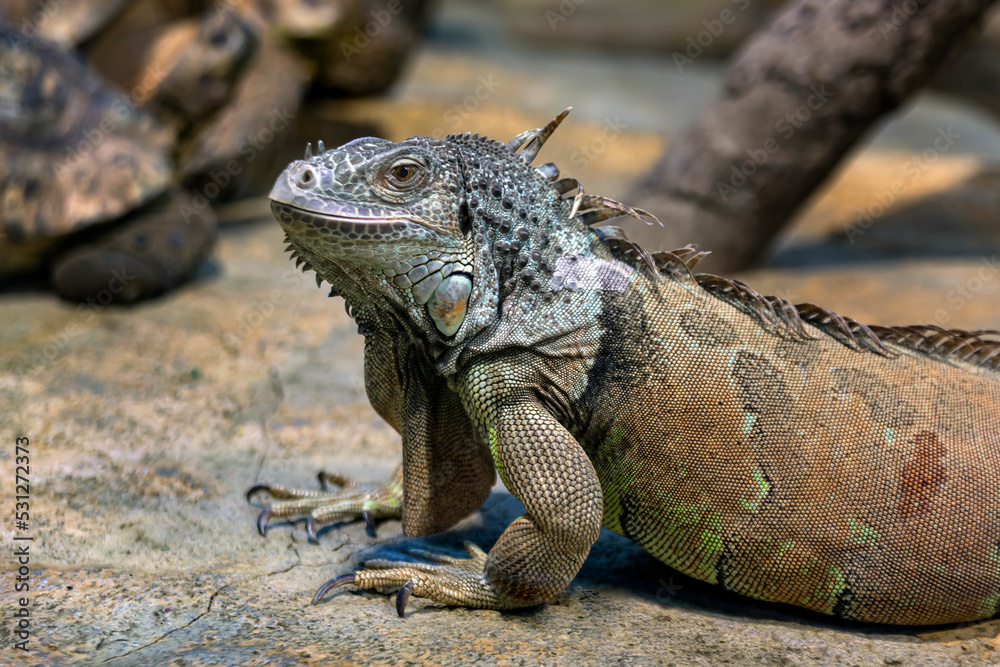 Large iguana lizard in the terrarium of the zoo. Large iguana lizard in the terrarium of the zoo.