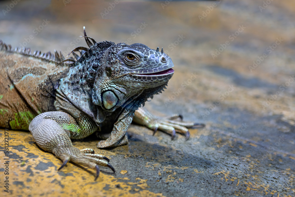 Obraz premium Large iguana lizard in the terrarium of the zoo.