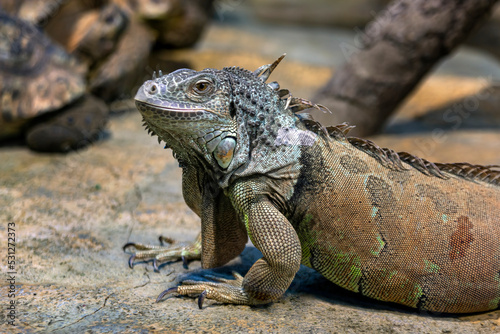 Large iguana lizard in the terrarium of the zoo.