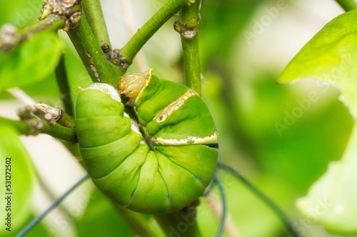 Closeup of a big green catterpillar on a plant. photo