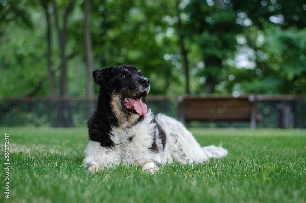 Cute tricolor mix breed dog. A dog without a breed white, black and red colors on the green grass in the summer park Cute tricolor mix breed dog. A dog without a breed white, black and red colors on the green grass in the summer park