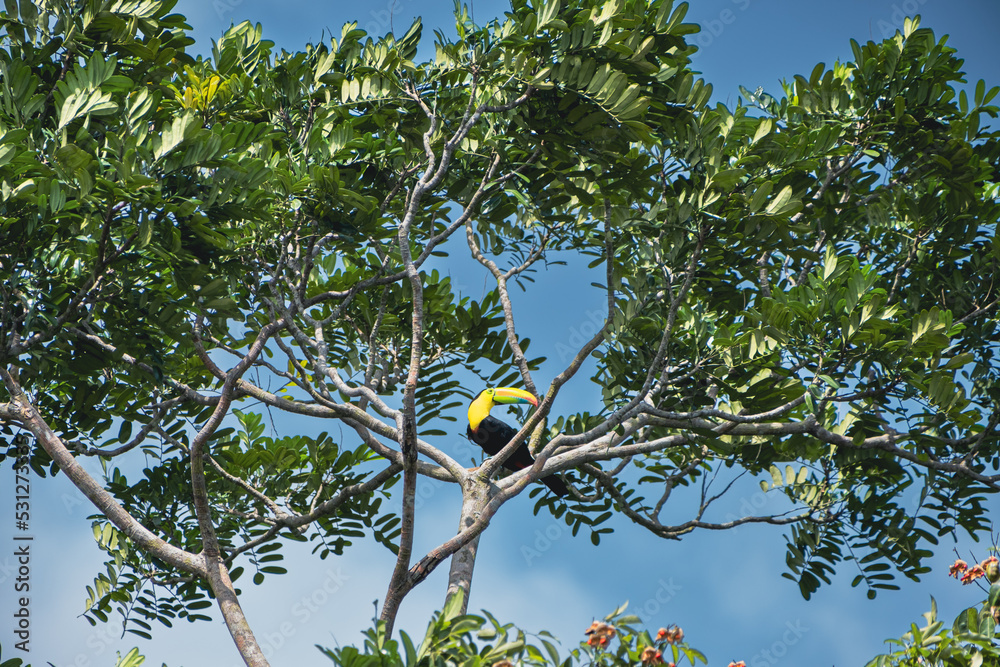 tucan2