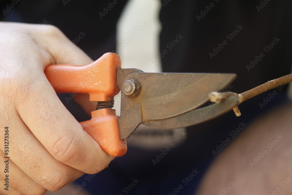 pruning a tree branch