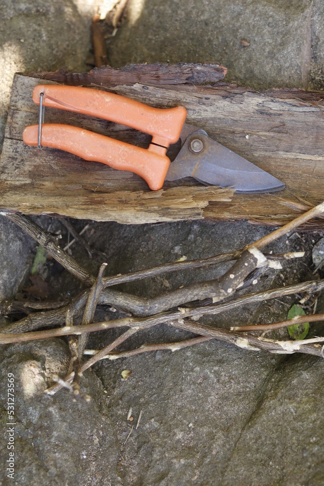 Obraz premium pruning a tree branch