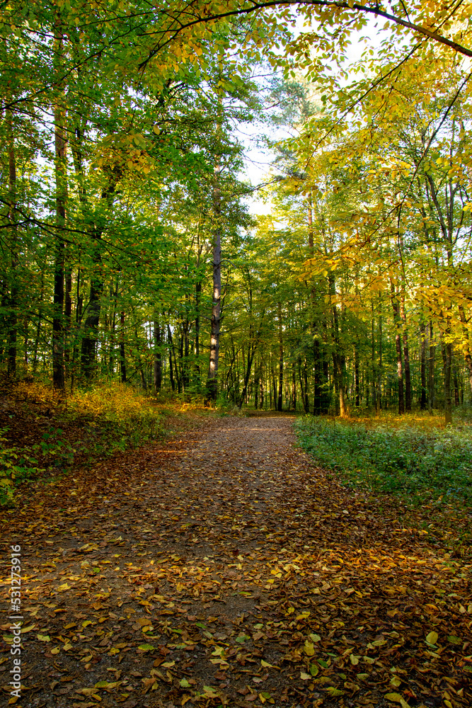 Obraz premium Yellow red maple and linden leaves during autumn season with warm sunlight. Autumn Season forest in Roztocze, Zwierzyniec. Autumn leaves background