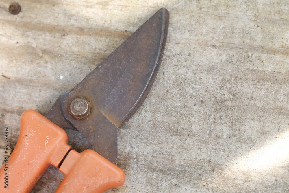 pruning a tree branch