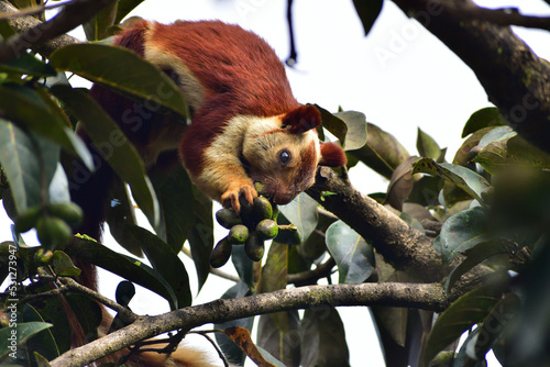Photography Indian giant squirrel eating fruits on a tree