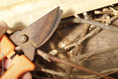 pruning a tree branch