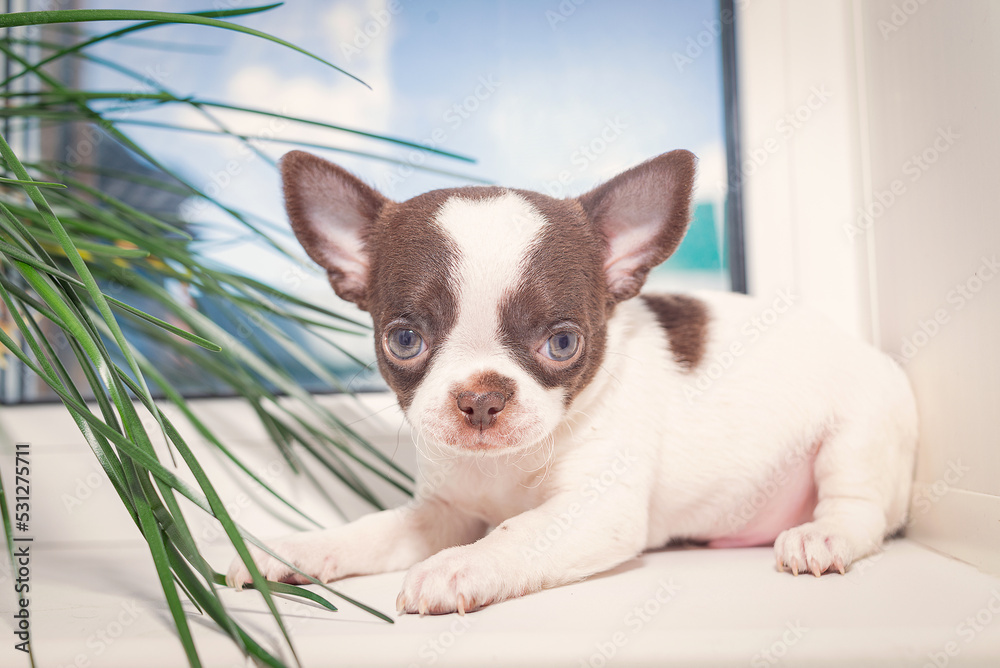 A little Chihuahua puppy is lying on the windowsill.