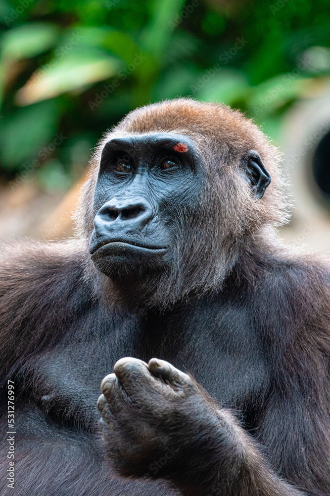 gorilla gorilla