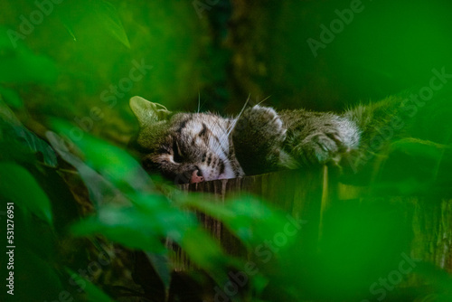 wild cat sleeping