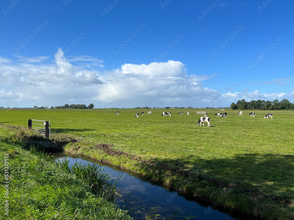 Cows in the meadow around Hommerts