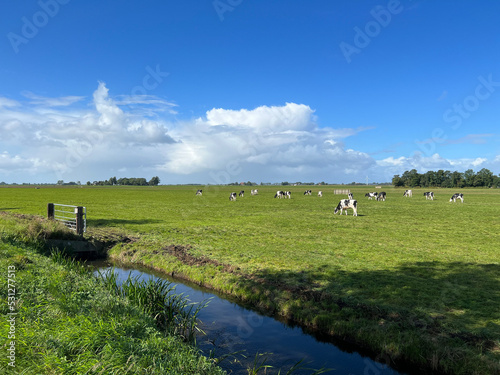 Obraz na płótnie Cows in the meadow around Hommerts w salonie