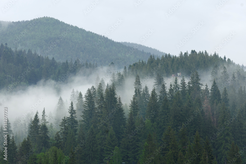 Morning valley with forest and fog. Mountains with fog above the trees.
In the Carpathians. Mystical coniferous forest in the mountains