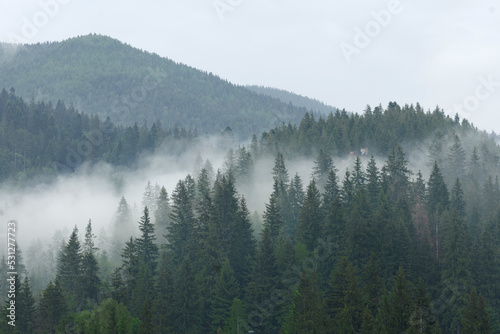 Morning valley with forest and fog. Mountains with fog above the trees. In the Carpathians. Mystical coniferous forest in the mountains