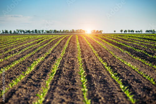 A young beet sprout grows from the soil in sunny day.