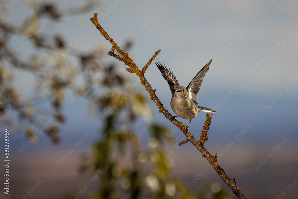 Obraz premium European pied flycatcher (Ficedula hypoleuca).