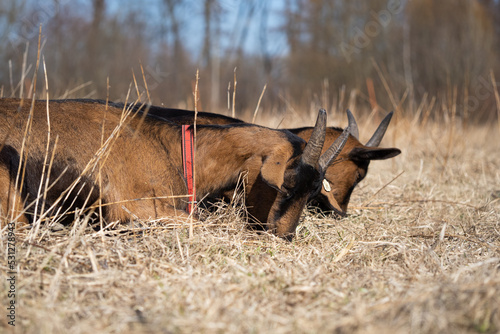 Goat grazing in the paddock