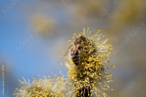 Bee sitting on catkin from a pussy willow tree in spring