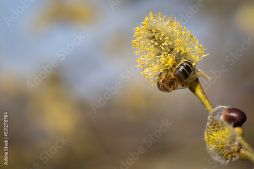 Bee sitting on catkin from a pussy willow tree in spring