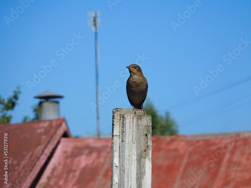 bird on a fence, gray songbird against the blue sky, copy space, wallpaper