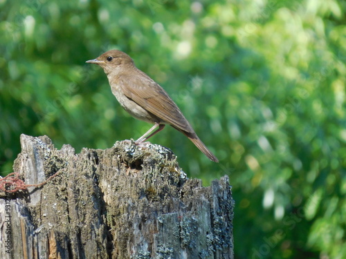 songbird on a blurred background, summer and wildlife concept