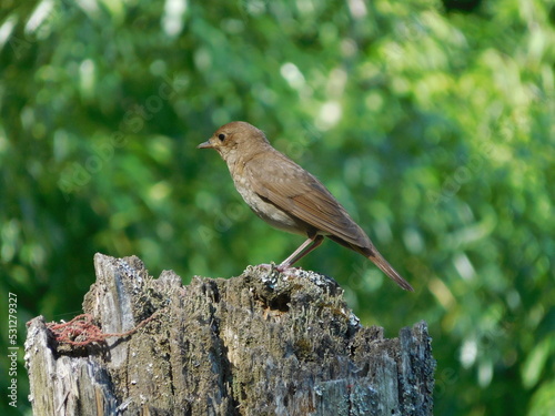 gray songbird in summer, moscow region of russia