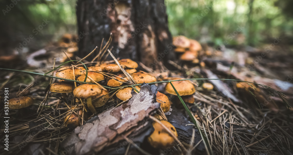 A family of edible mushrooms grow comfortably at the base of a tree in a coniferous forest with a blurred background, sunny day A family of edible mushrooms grow comfortably at the base of a tree in a coniferous forest with a blurred background, sunny day