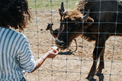 Feeding animals in the zoo outdoors. Back view of an unrecognizable woman giving food to bison cattle over a fence