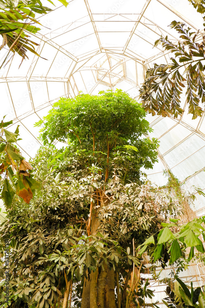 Spruce trees that rise to the roof of the dome