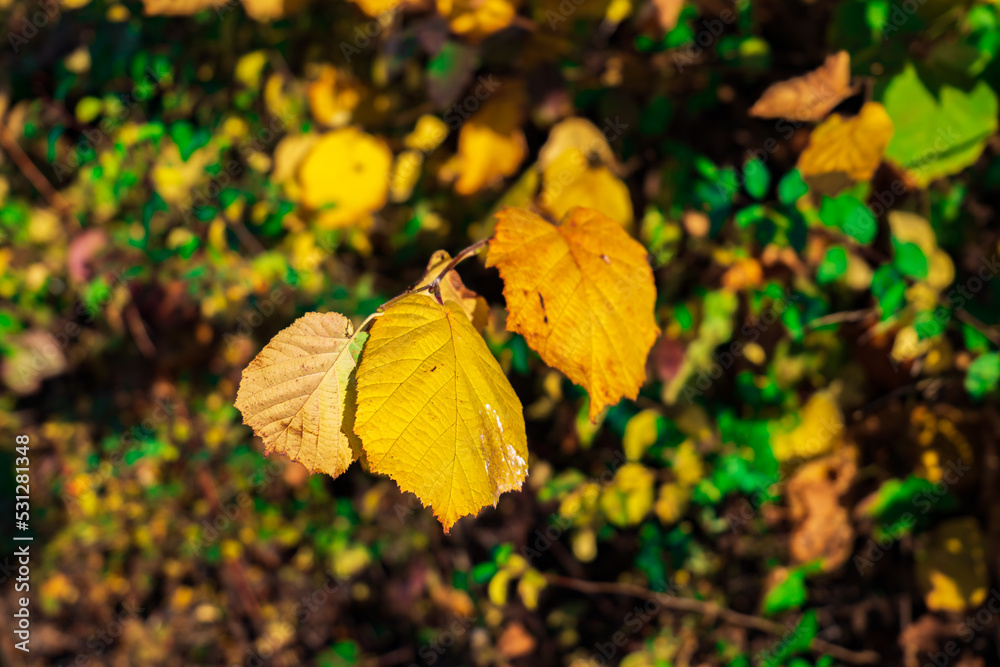 Obraz premium close up of yellow leaves. yellow leaves in autumn. selective focus of bush leaves