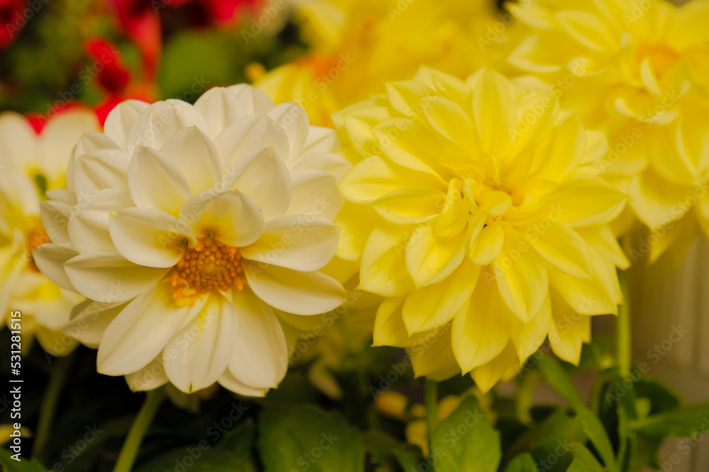 Selective focus of white dahlias and their yellow nectar