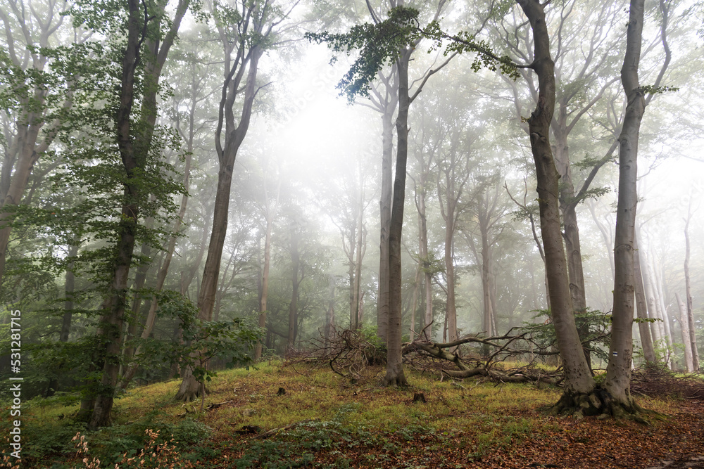 nebeliger Wald nebeliger Wald