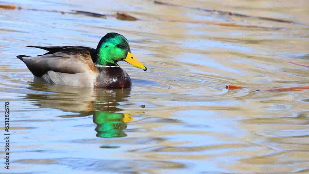 Mallard suck swimming around a small lake. Mallard suck swimming around a small lake.