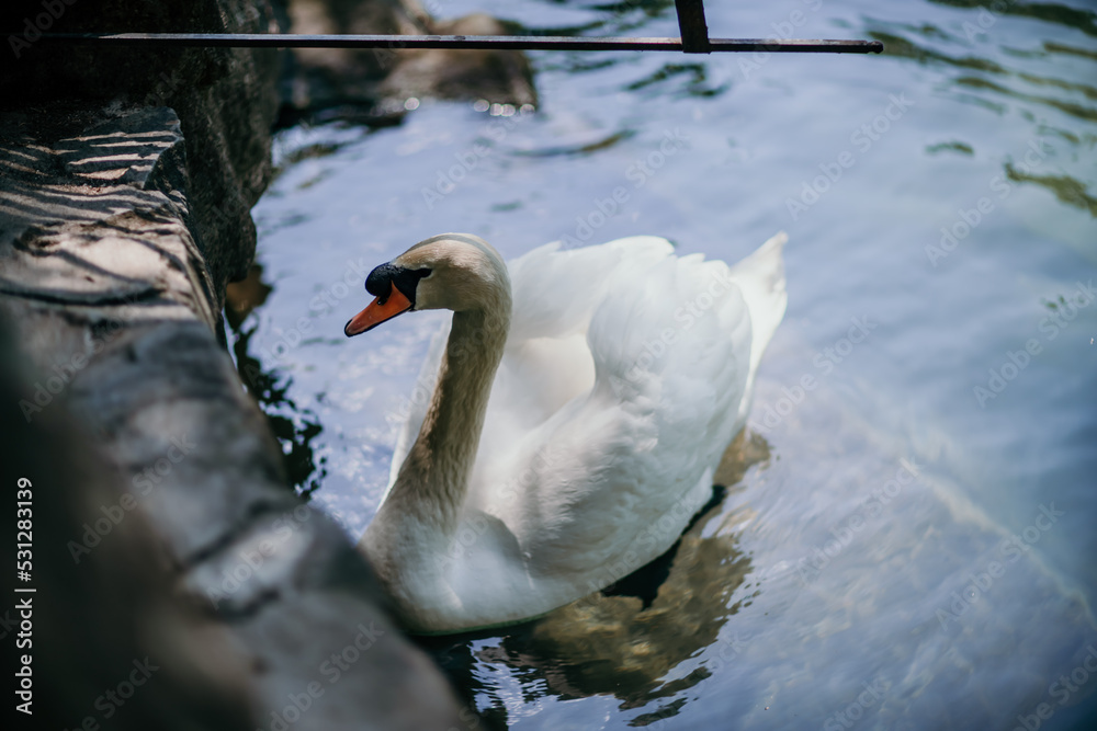 Obraz premium swan on blue lake water in sunny day, swans on pond, nature series.