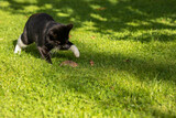 black cat catches a mouse