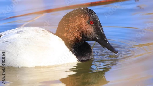 Male Canvasback duck swimming and diving for plants to eat. photo