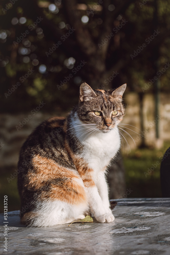 Curious and playful look of three colorful house cats standing on a table. Felis catus domesticus walking around the territory. The expression of the pet Curious and playful look of three colorful house cats standing on a table. Felis catus domesticus walking around the territory. The expression of the pet