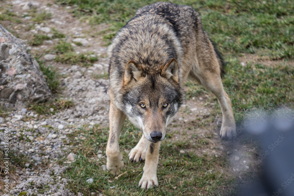 Fototapeta premium gray wolf