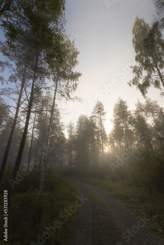 morning in the forest